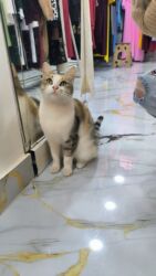 britain pişik: Dişi, Yaxşı əllərə