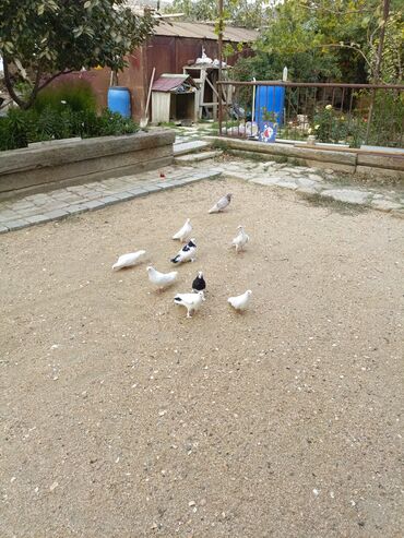 Göyərçinlər: Ağ rəngli ev göyərçinləri - Rəng: əsasən tam ağ, bəzilərində qara ağ — 7