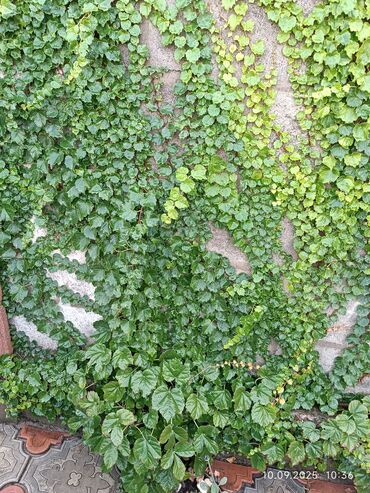 отургучтар бу: Саженцы декоративных растений - Девичий виноград (Parthenocissus) для