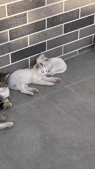 отдам котят бишкек: Кошка даром: Беспородная, 2 месяца, Мальчик, Приучена к лотку — 1