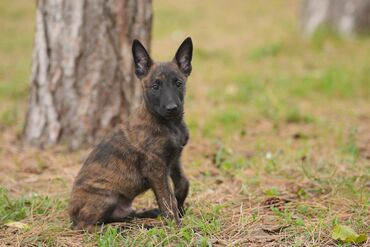 Psi: Na prodaju prelepi štenci Holandskog ovčara, oštenjeni 31.07.2024.god na lalafo.rs — 5 Psi: Na prodaju prelepi štenci Holandskog ovčara, oštenjeni 31.07.2024.god — 5