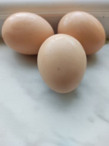 mayalı yumurta: Avstralorp toyuqları təmiz Alman qanı qara rəng mayalı yumurtası