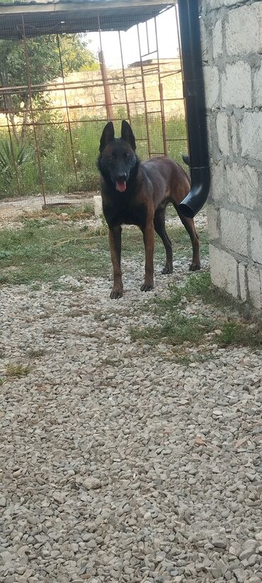 İtlər: Belçika çoban iti, 1 ay, Dişi, Pulsuz çatdırılma — 3