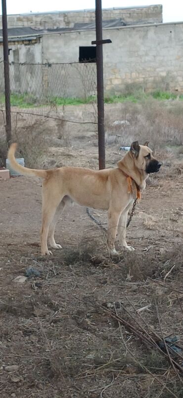 İtlər: Kanqal, 1 il, Erkek, Peyvəndli, Ödənişli çatdırılma — 1