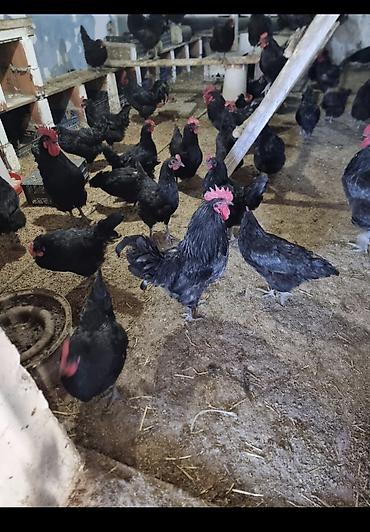 Kənd təsərrüfatı quşları: Toyuq, Australorp, Damazlıq — 1