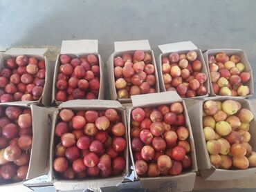 Другие продукты питания: Алма сатылат 100кг бар