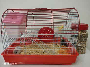 heyvan sahiblənmək: Üç ədəd tam sağlam, fəal cunqar dağ siçanı(hamster). İkisi ağ biri