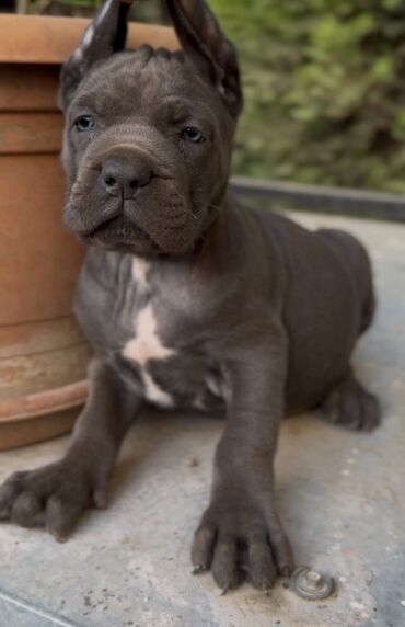 İtlər: Kane-Korso — 6