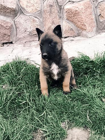 Продажа собак: Бельгийская овчарка, 2 месяца, Самка, С прививкой — 7