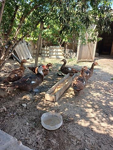 pekines ağ: Muscovy (hinduşka ördəyi) ördəkləri satılır. - Rəng: əsasən qəhvəyi — 1