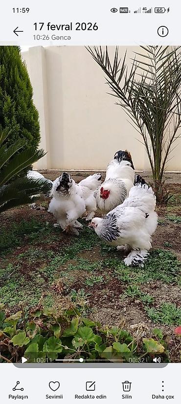 Toyuqlar: Toyuq, Brama, Damazlıq — 6