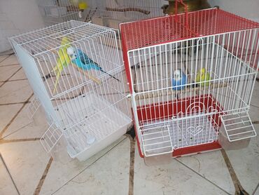 Tutuquşları: Cüt quşlar satılır qəfəslərlə bir yerdə ucuz qiymətə valnistiy — 2