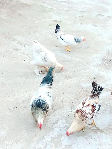 cucelerin satisi: Məişət təsərrüfatı üçün toyuqlar - Şəkillərdə müxtəlif rəngli kənd — 8