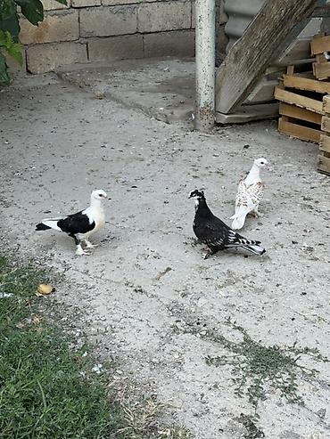 at satisi qiymetleri: 3 dene hünkari satilir ciddi alıcılar yazsın — 1
