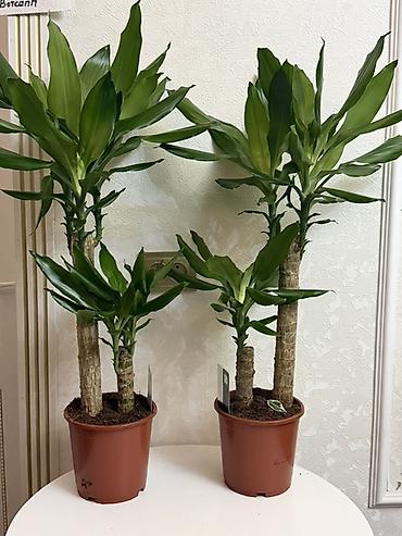 Комнатные растения: Драцена (Dracaena fragrans, «драцена деремская») в пластиковом горшке — 2