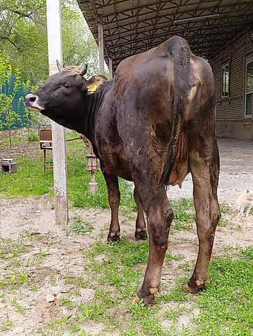 Коровы, быки: Продаю | Корова (самка) — 5