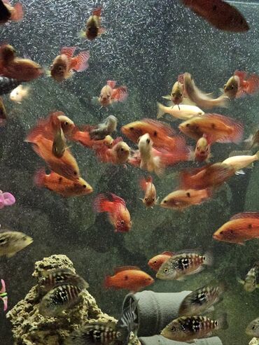 Рыбы: Цихлиды-подростки оптом! - бирюзовая акара - голубой дельфин - — 13