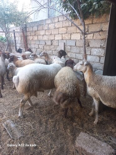 Qoyunlar, qoçlar: Fermada yetişdirilmiş, müxtəlif rənglərdə olan qoyunlar. Sağlam və — 6
