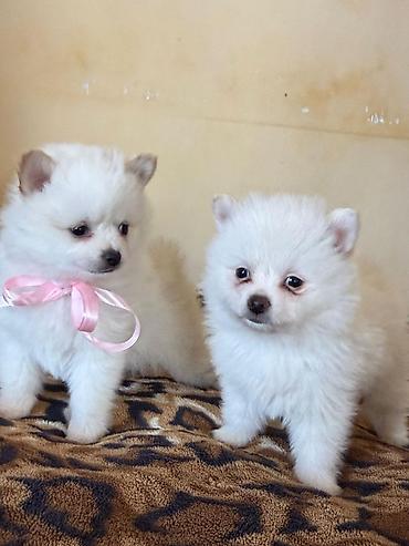 chihuahua qiymeti: Şpitz — 3