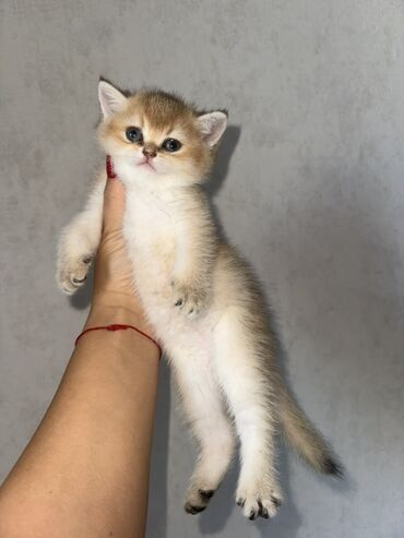 menks cinsi pişik: Qızıl şinşilla
