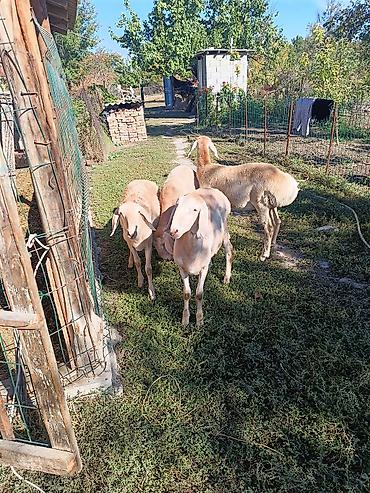 Продам с/х животных: Продаю | Овца (самка) | Для разведения | Матка — 2