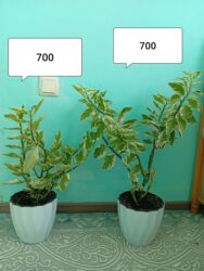 пушистые ковры: Комнатные растения — пестролистные черенкованные деревца в