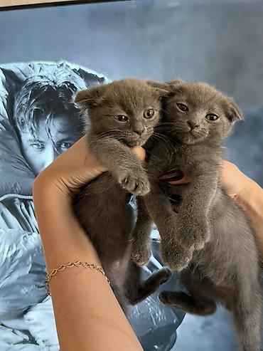 scottish fold: Şotland — 6