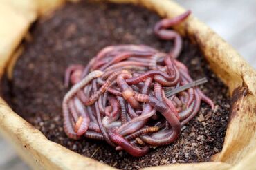 купить калифорнийских червей в Кыргызстан | Автозапчасти: Калифорнийский червь