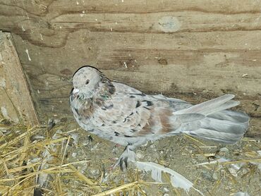 Göyərçinlər: Müxtəlif rənglərdə iki göyərçin təklif olunur. Biri gənc, qəhvəyi, boz — 3