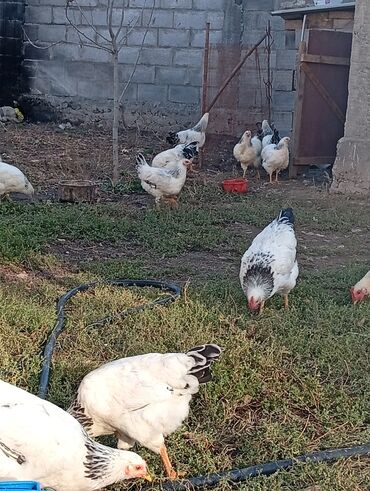 голуби жвотный: Сатам | Короздор