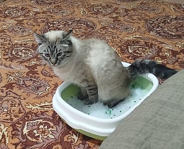 мышык арзан: Красивый кот светлого окраса с выразительными голубыми глазами. Окрас — 2