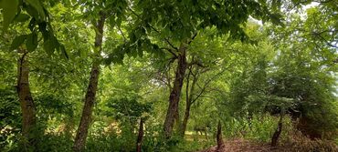 Torpaq sahələrinin satışı: 12 sot, Mülkiyyətçi, Kupça (Çıxarış) — 19