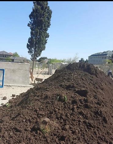 təbii bal satışı: Qara torpaq İsmayıllı, Şamaxı, Mərəzə rayonları ərazisindən istəyə — 7