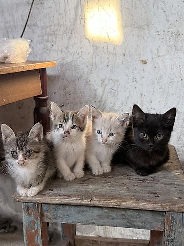 коротколапые коты цена: Отдаю котят в хорошие руки, котята очень хорошие и ласковые, к лотку — 6