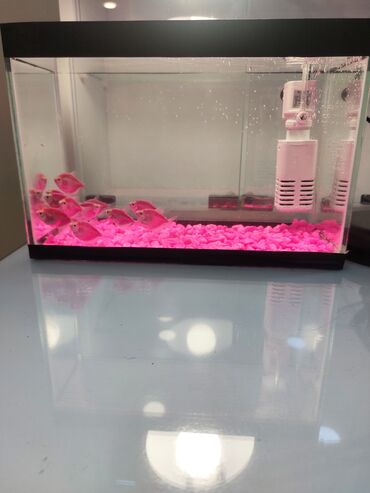 Akvariumlar: Ölçü 30×20×15

Ev və ofis üçün estetik, baxımı asan mini akvaryum — 6