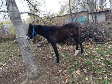 Лошади, кони: Продаю | Жеребенок | На забой