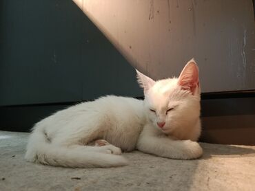 сколько стоит домик для кошки: Белоснежный котёнок - Окрас: полностью белый, короткая мягкая шерсть