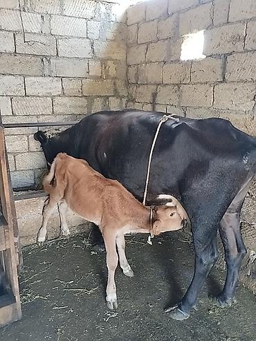 eşşəyin balası: Salam aleykum qapısına sakit sağlam heyvan istəyən buyurub gelsin — 4