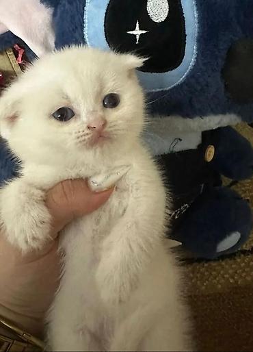 Кошки: Шотландская вислоухая — 1