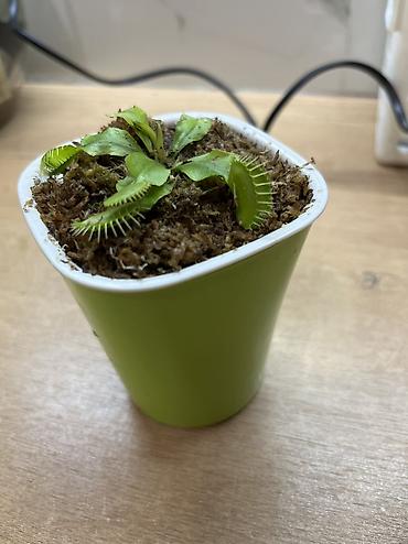 лимон дерева: ПРОДАЁТСЯ ВЕНЕРИНА МУХОЛОВКА! Нахожусь в 5 микрорайоне 🌱 Компактный — 2