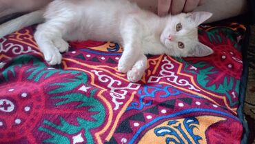 отдам в добрые руки кошку: Британская короткошёрстная, 2 месяца, Мальчик, Золотая шиншилла, Метис, Приучена к лотку, Проглистована