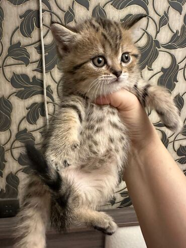 Pişiklər: Şotland yastı qulaq — 4