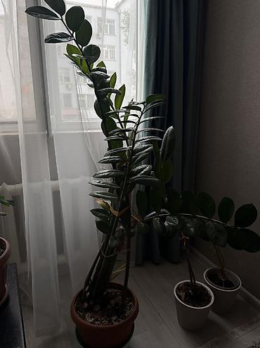 цветы ошский рынок: Самовывоз — 2