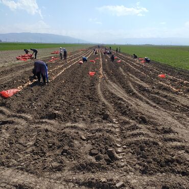 Овощи: Продаю семена лука лук луки манас высшего качество урук пияз пьяз — 10