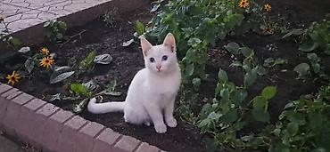 кошка белый: Ласковая кошечка ищет дом. Красивый окрас с голубыми глазами. Также — 1