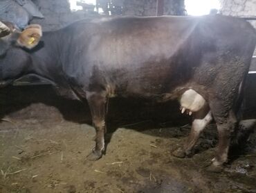 наполнитель для животных: Другие животные
