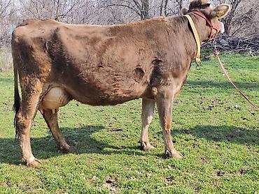 Коровы, быки: Продаю | Корова (самка), Бык (самец) | Швицкая | Для молока | После отела, Искусственник — 2
