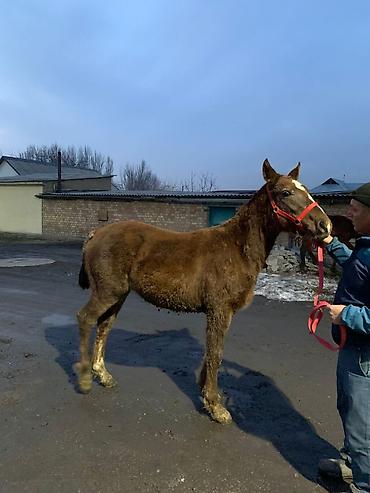 Лошади, кони: Продаю | Жеребенок | Рабочий — 5