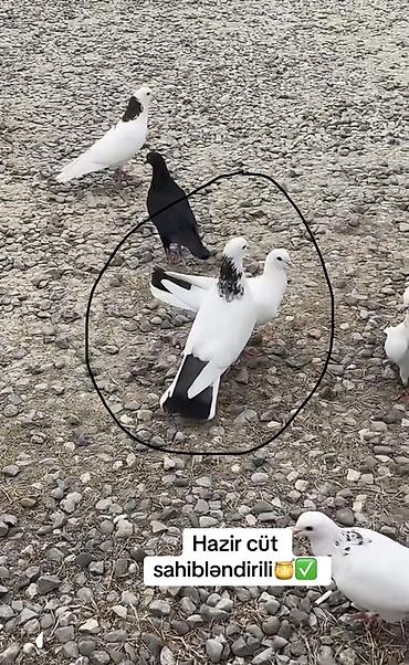 qaz ve ordek satisi: Salam hazir cüt heyvanlardi tam sağlam pörka maya göy əbrəşboyun şeyka — 1