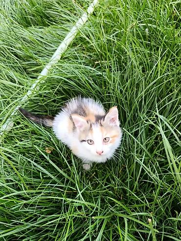 кошка породистые: Котята домашние, игривые и контактные. Описание: - Возраст примерно — 2